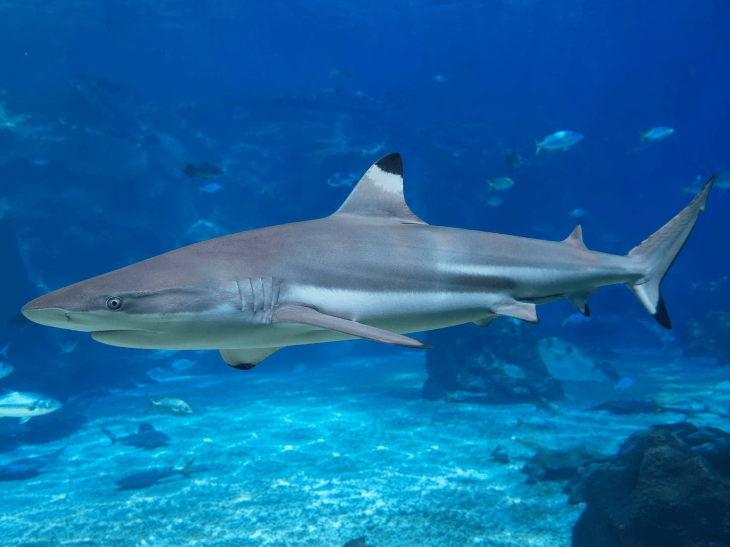 Grey reef shark at the Maui Ocean Center